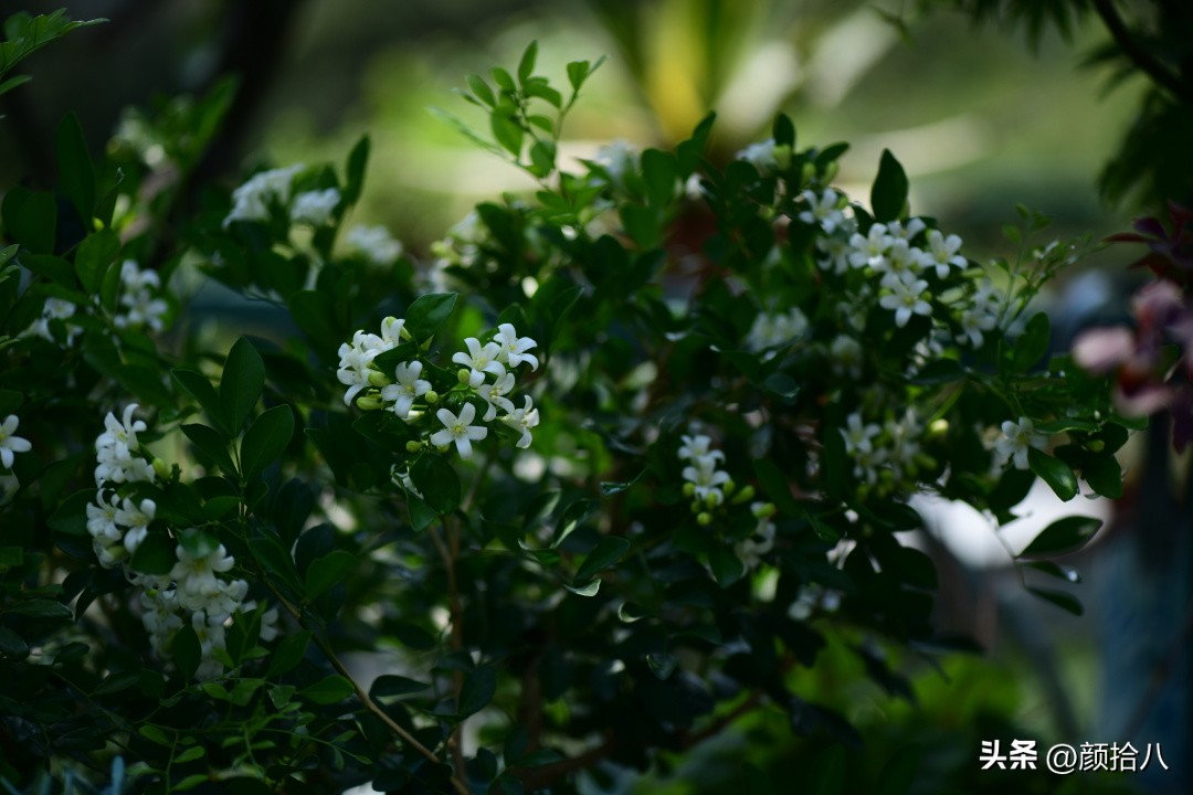 几乎没有存在感的七里香，到底是怎样的？|园丁