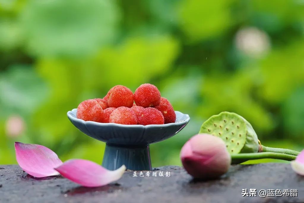 绚烂夏花，夏日物语，或热烈、或温婉，让这个夏天有了色彩和香气