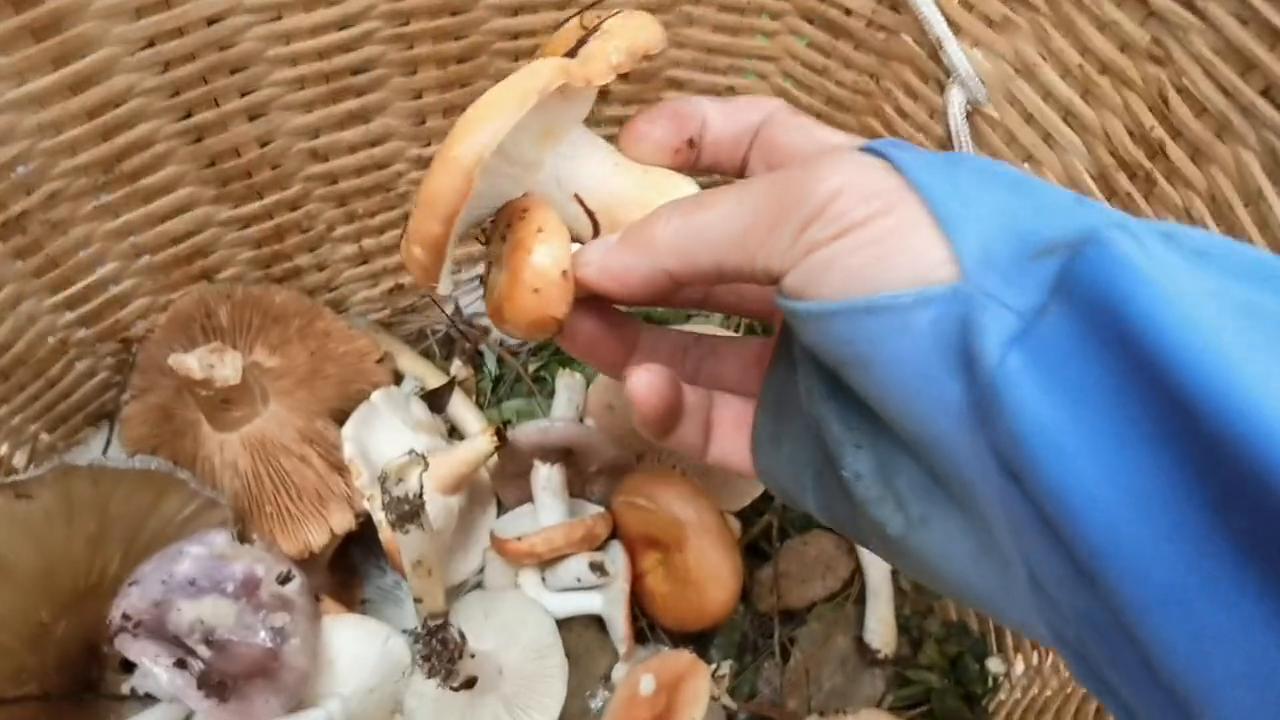 大伟哥带你品尝野生菌（三）赤黄红菇怎么吃？