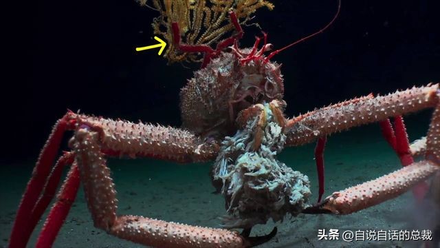 潜入深海寻找宝藏,潜入海底最深处你会发现什么