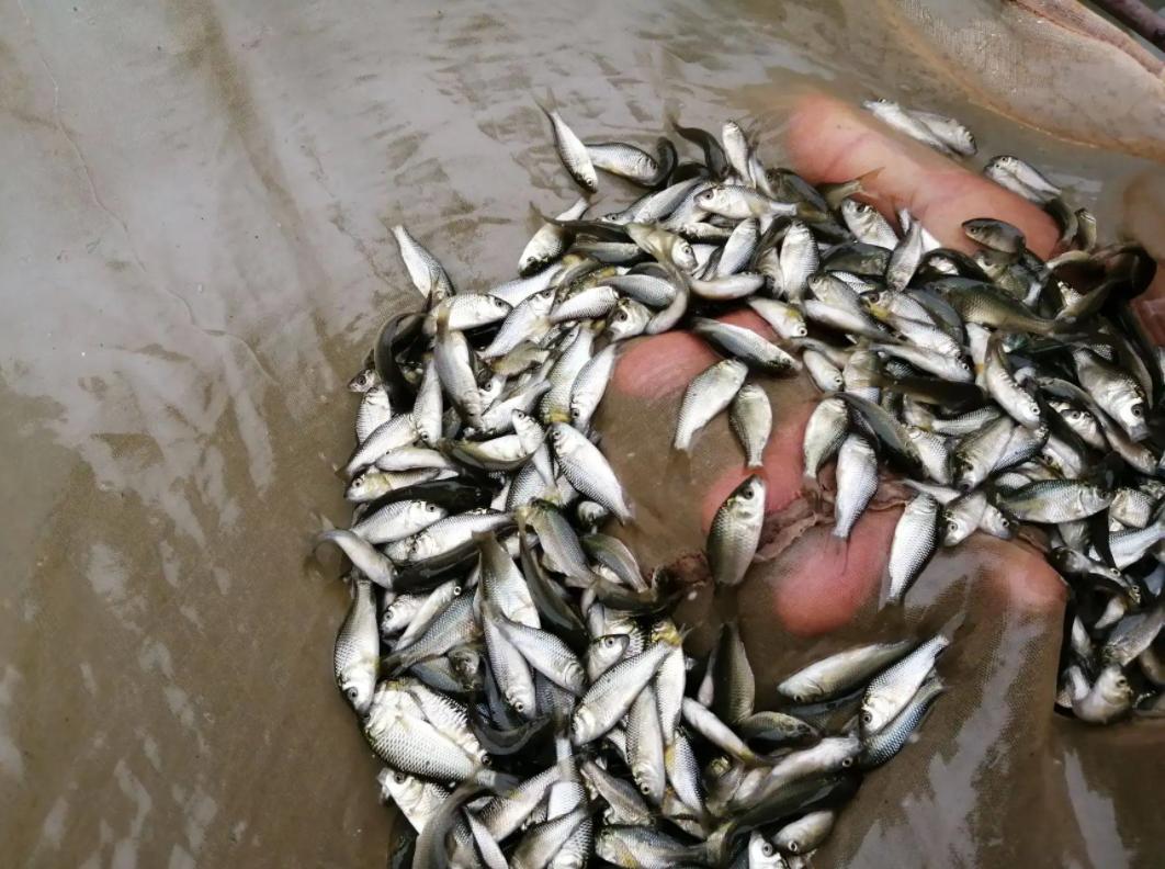 广东男子花10万,广东男子花4500元