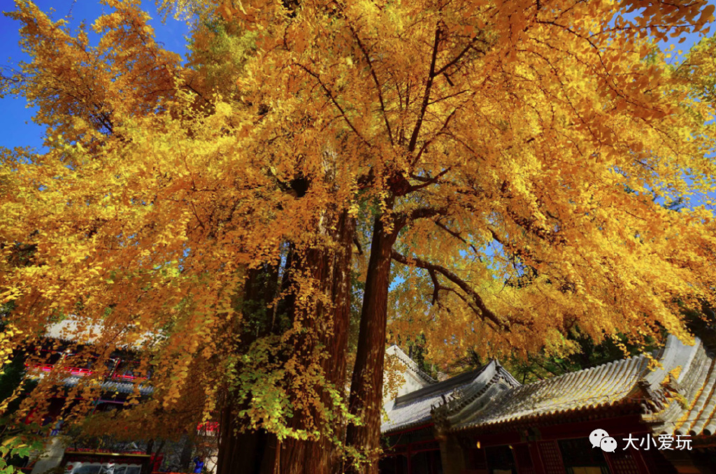 银杏最美的地方,金秋十月最美的银杏