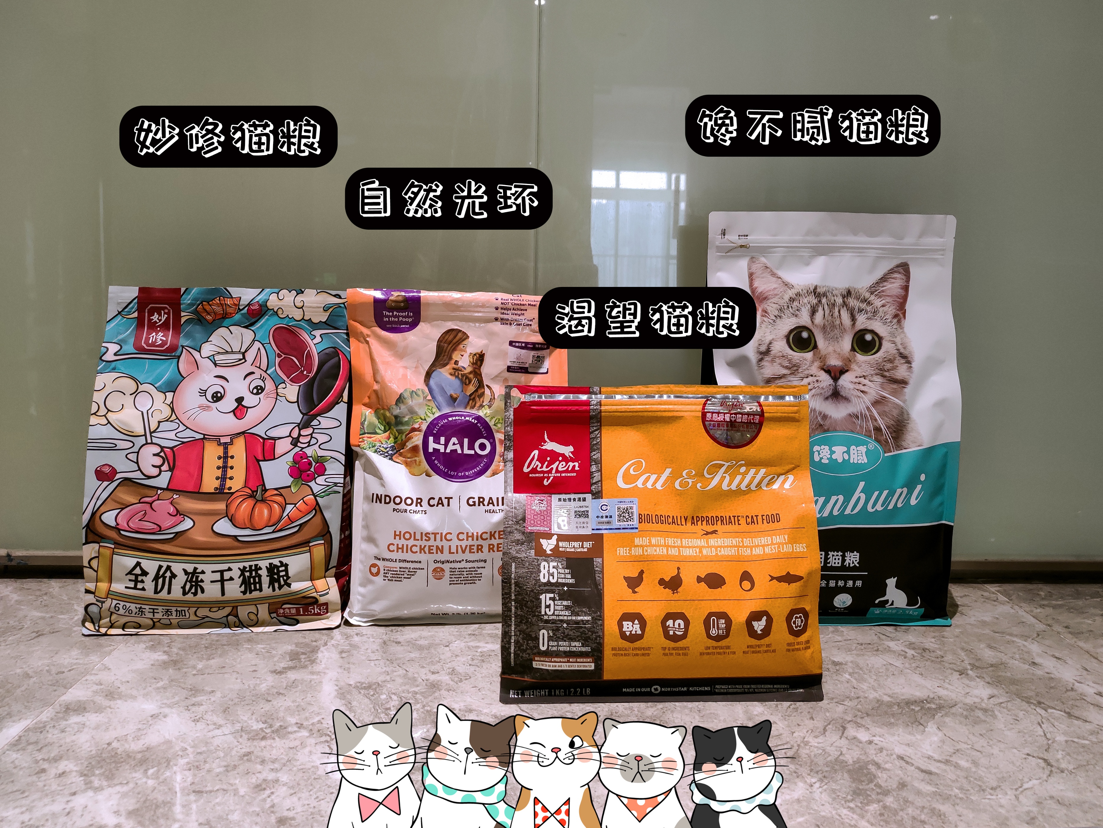 想养猫如何克服对猫的恐惧,养了猫之后越来越讨厌猫