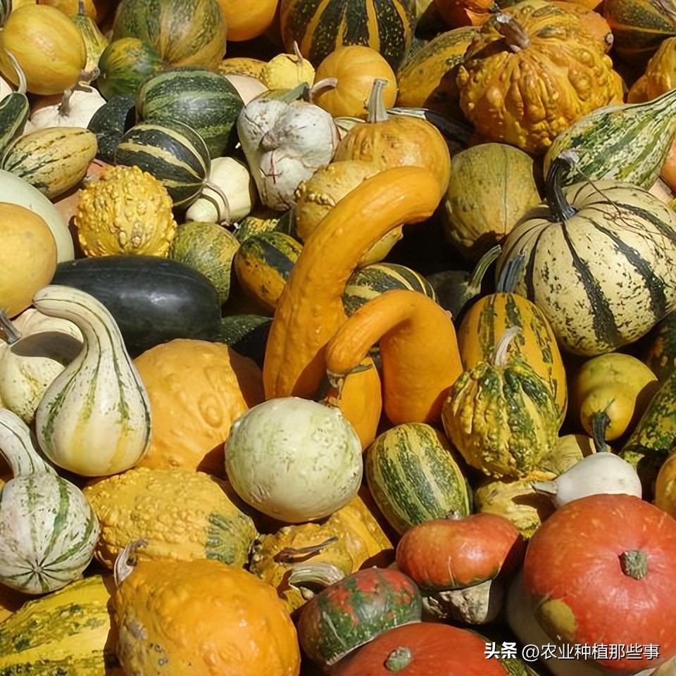 种植南瓜要除侧枝吗,种的南瓜结了瓜又黄了怎么回事