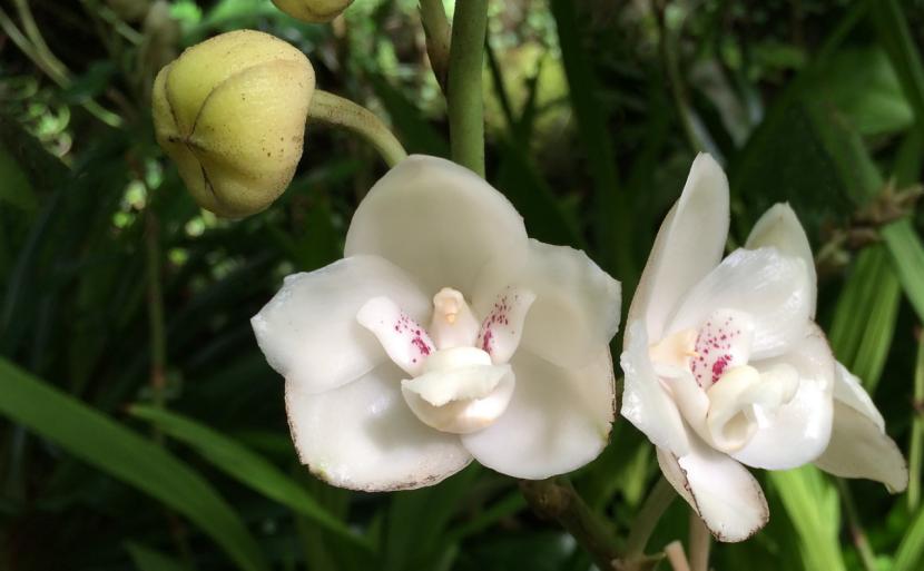 仙人掌墨西哥国花,仙人掌花是什么国家的国花