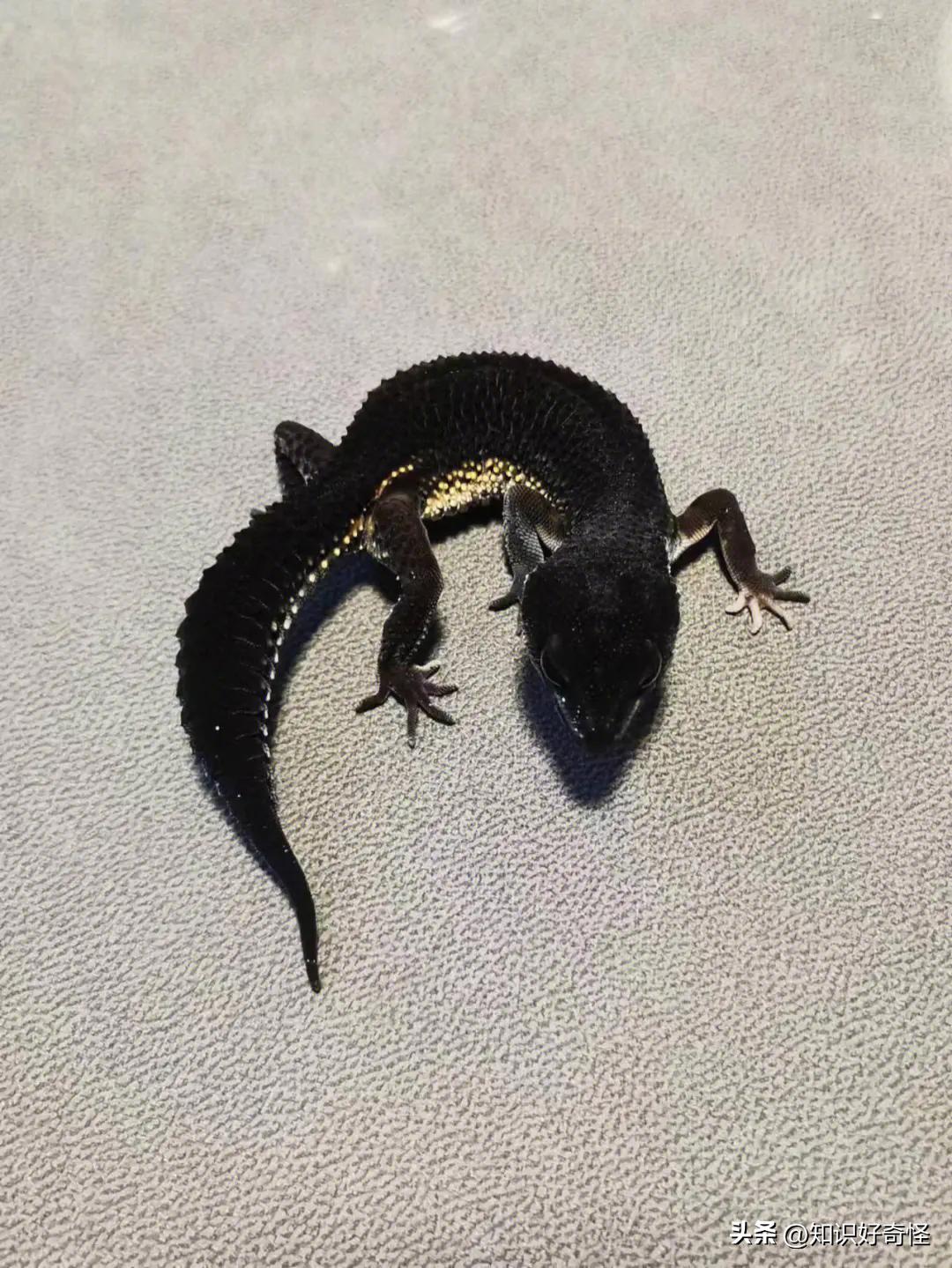 全球最贵的五种黑化动物,世界上最昂贵的六种黑化的动物