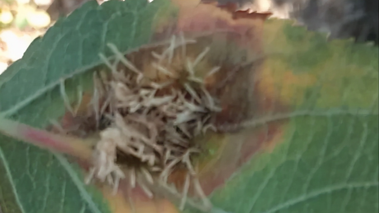 苹果树枝上长白毛怎么治疗,苹果叶子上长羊胡子怎么办