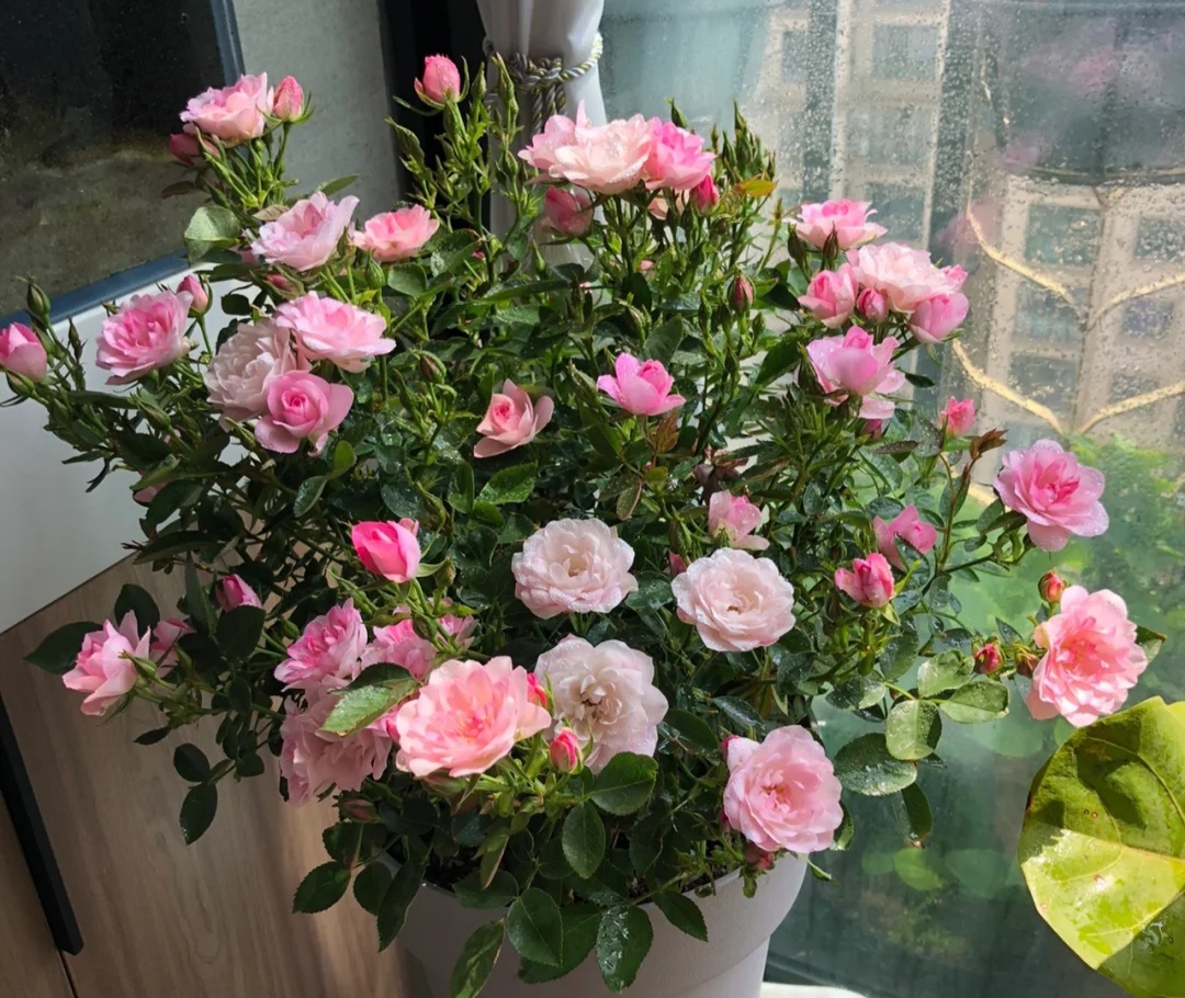 月季花有哪些品种是最好的,月季花有两万多个品种视频