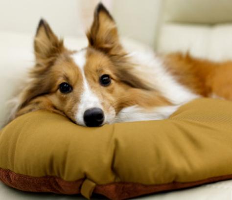 养喜乐蒂要多大空间,喜乐蒂值得养吗