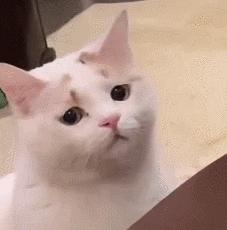 猫咪肉垫稍微有点黑色怎么回事,猫咪的脚为什么那么软