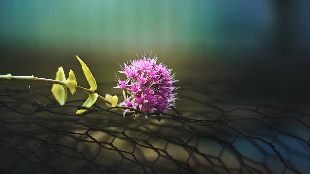 下周运势极佳的四大星座,下周运势荣登红榜的四大星座