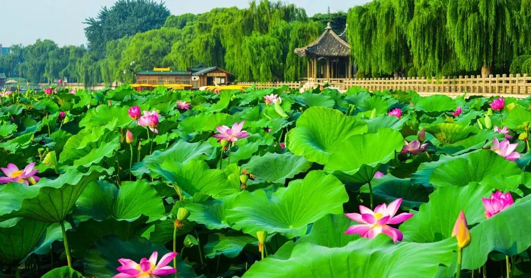 济南元素再一次火爆“出圈”！省长推介的诗意济南是什么样子的？