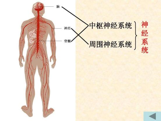 吃了伟哥出现出血现象,伟哥吃多了皮下有出血点怎么办