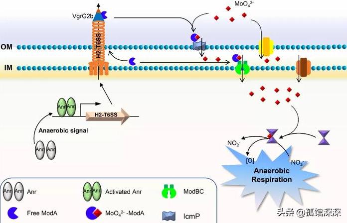 奇异性变形杆菌,奇异变形杆菌内源性感染
