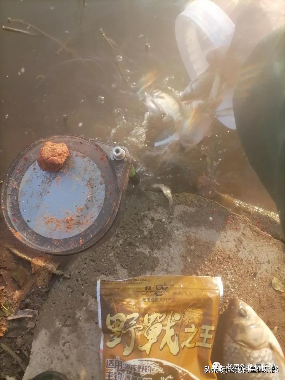 野战之王巨物冬钓鲫鲤如何搭配,野钓之王巨物版能钓鲫鱼吗