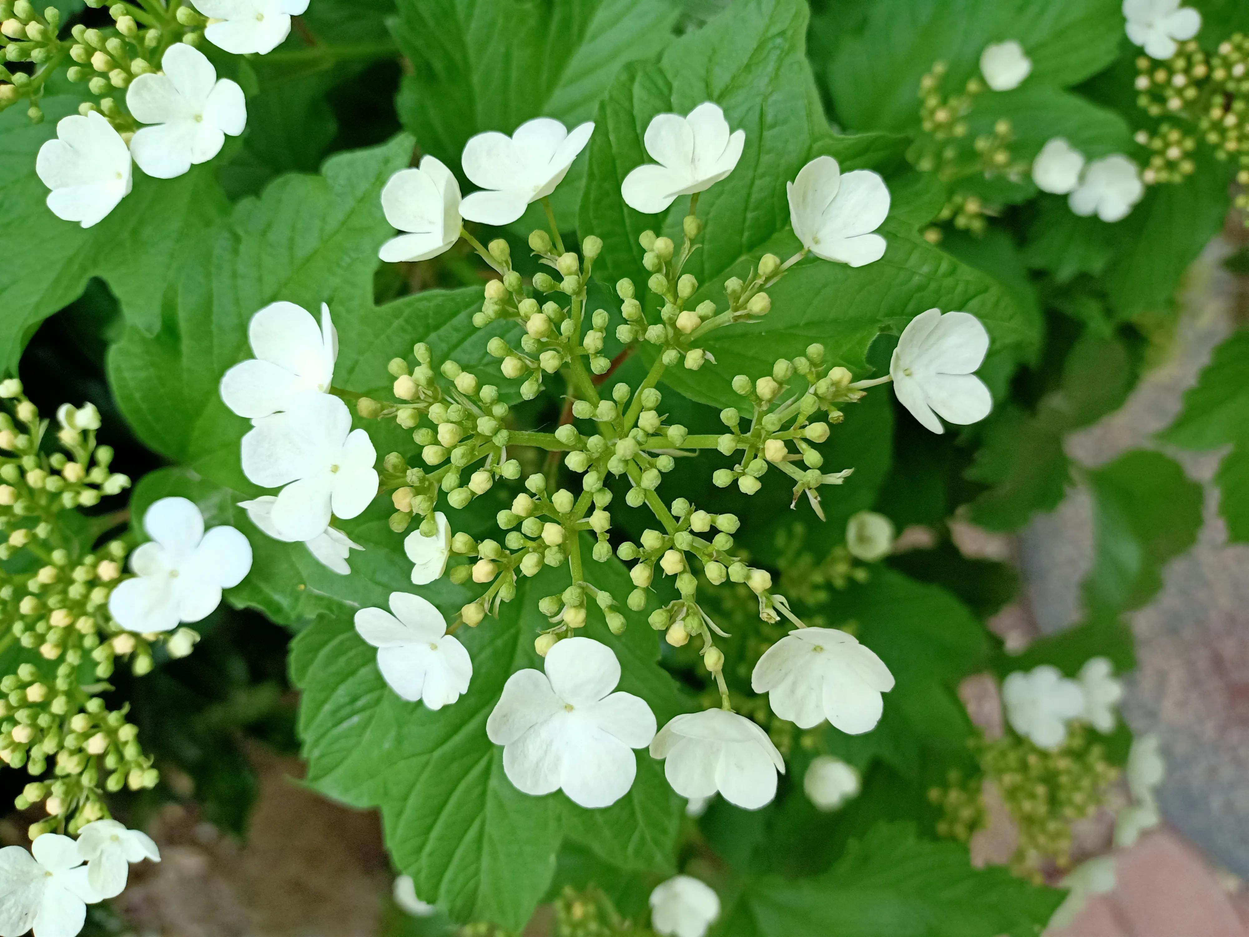春天里的各种草,春天里的麦苗有多治愈