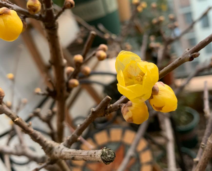 腊梅盆栽怎样装饰好看,腊梅夏季搭配什么盆栽好