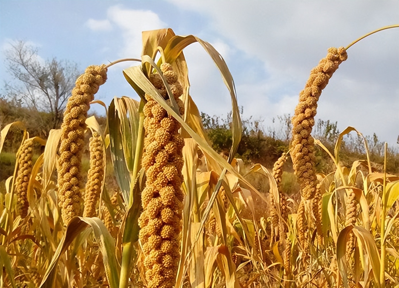 谷穗和狗尾草,谷穗和狗尾草的区别