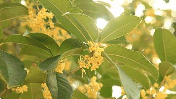 幸福成都美丽家园,幸福成都成就梦想