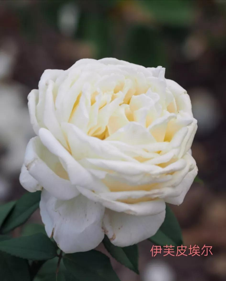 花店卖的切花月季品种,切花月季冬季修剪方法