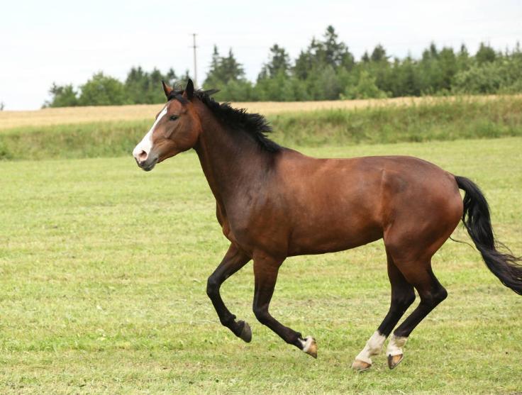 确定全麻手术后马匹心律失常的患病率和性质，评估心律失常的风险