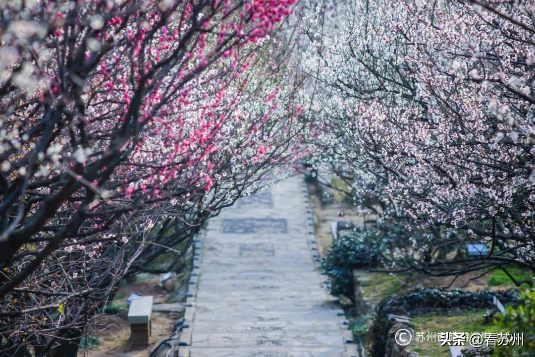 免费游园+惊喜好礼，苏州的“妇女节”活动有亿点点小心意～