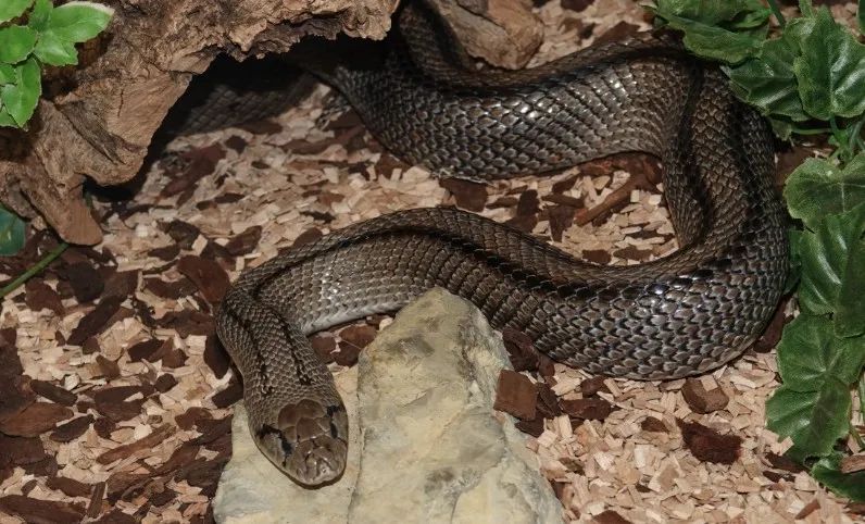 「原来欧洲有这么多种蛇？！」偷师卡塞尔的豢龙大师·下