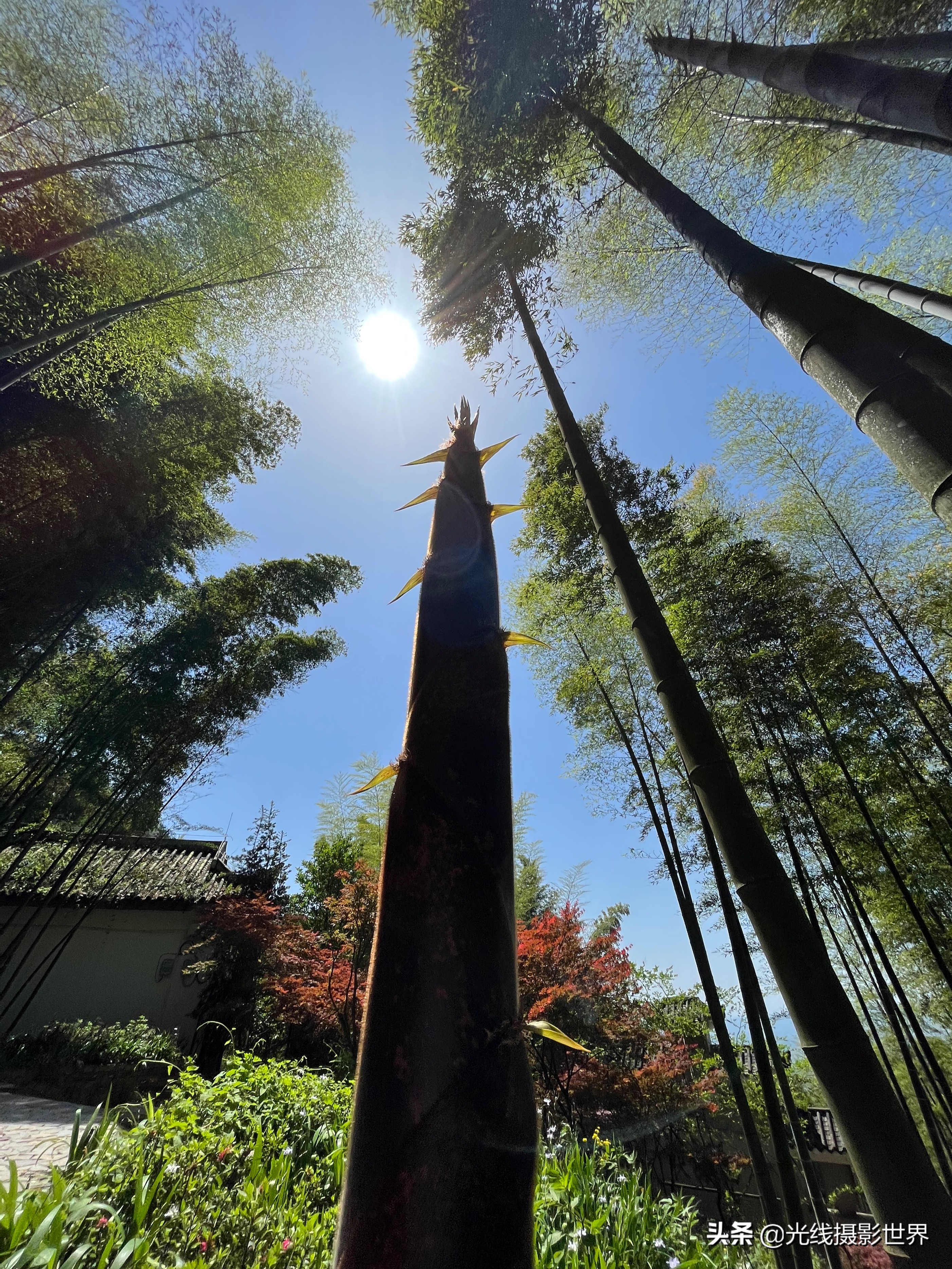 永川茶山竹海今年国庆免门票吗,2022国庆节永川茶山竹海攻略