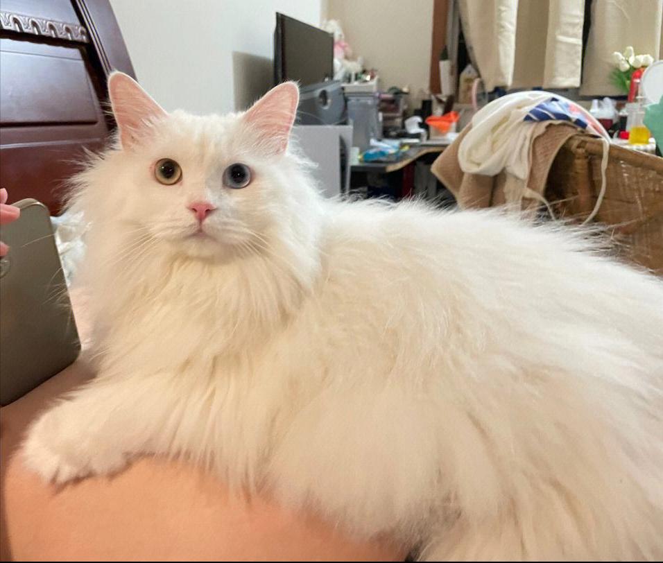 什么猫猫最好养又便宜,哪种猫猫最便宜好养