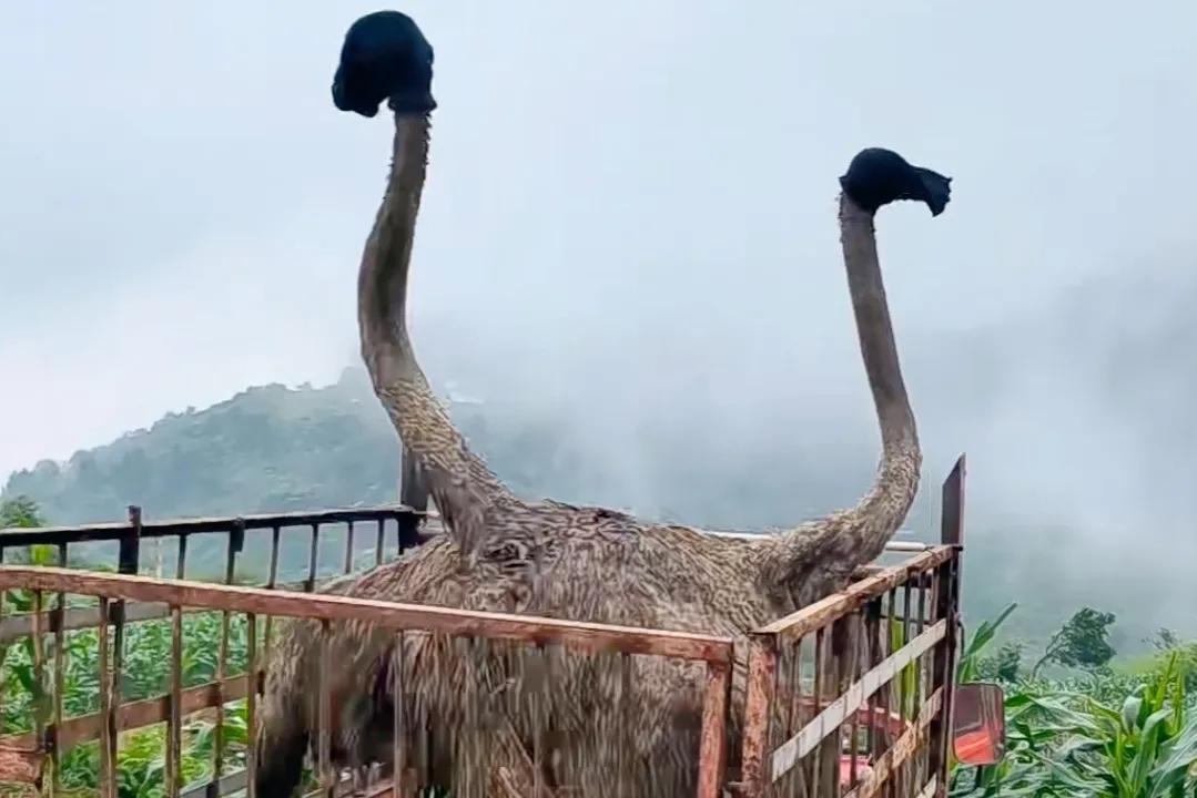 80后青年农民养殖鸵鸟,大学生回来养鸵鸟创业