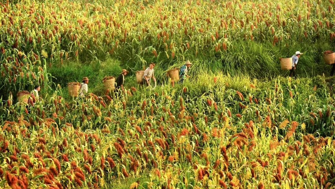 庆丰收迎盛会，首届古蔺高粱丰登节将于8月20日上午8点开幕