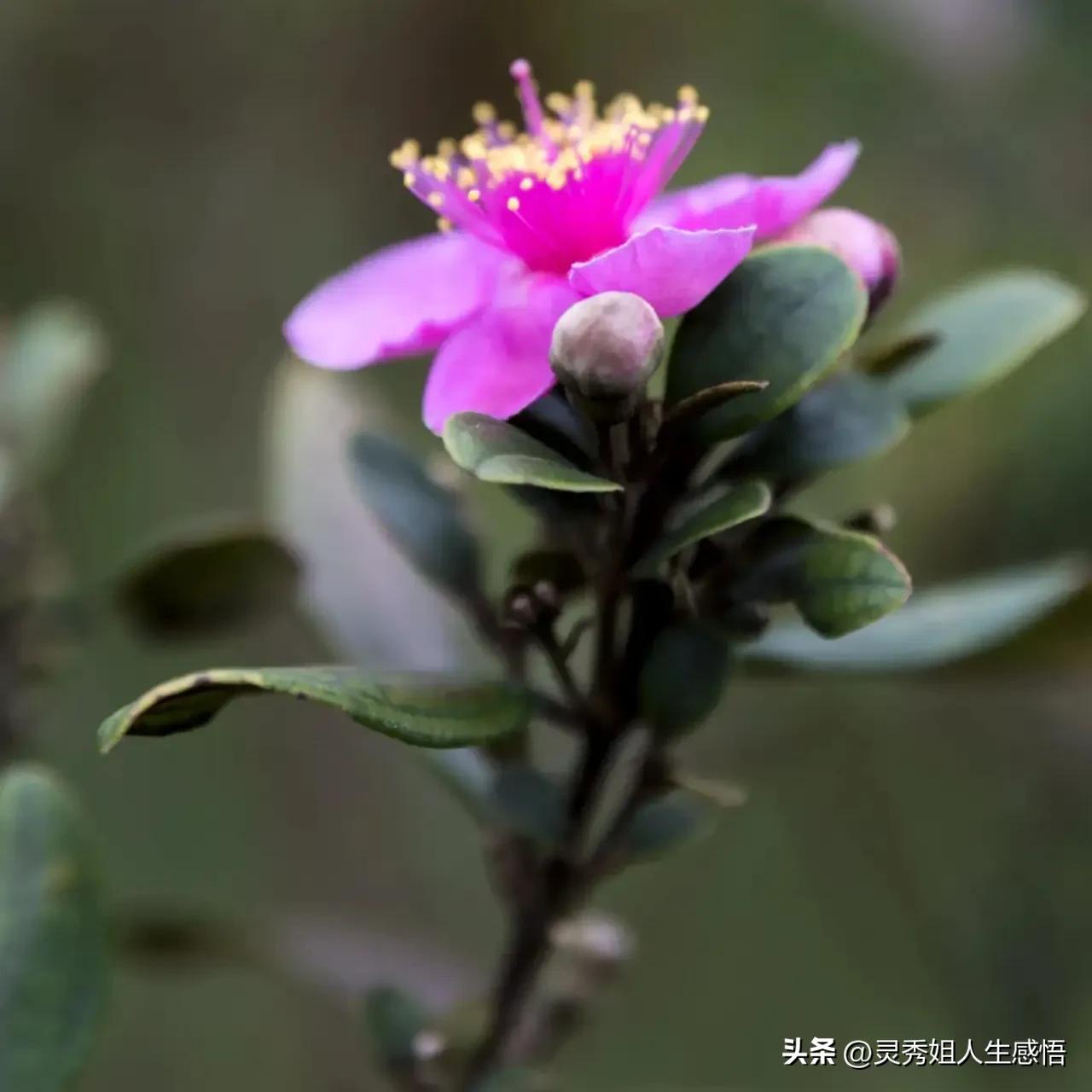 学唱粤语老歌,学粤语的方法广东话