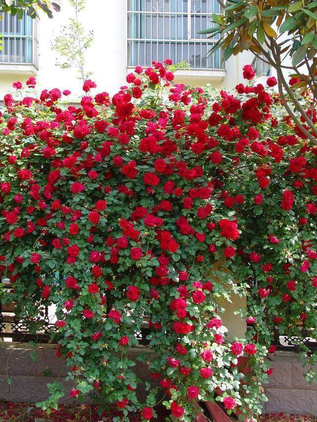 视觉盛宴五种赏花名花供您选择,春天十种最美的花介绍