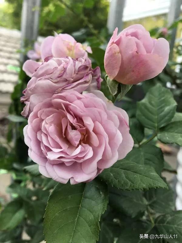 藤本月季品种列表,大红色藤本月季哪个品种好