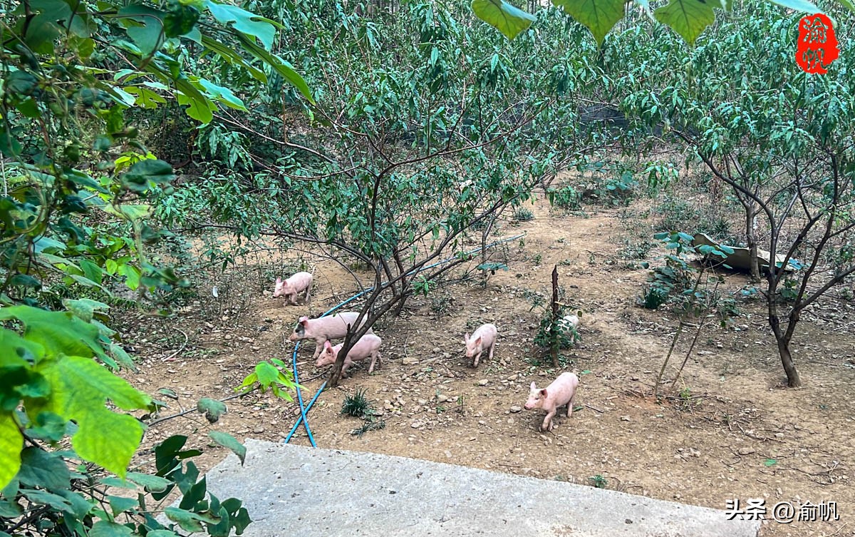 重庆深山悬崖上发现辉煌建筑房屋,重庆大山悬崖峭壁发现千年古房子