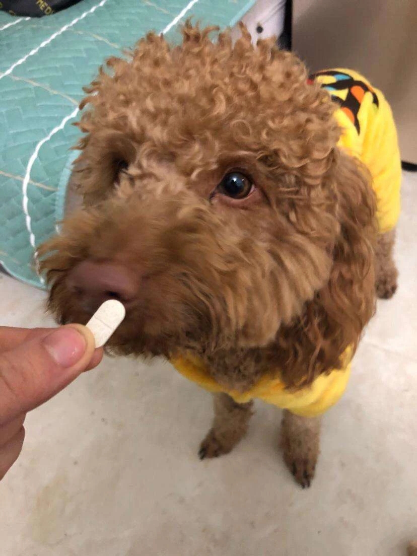 治疗狗狗寄生虫超长版,狗狗有寄生虫怎么治疗