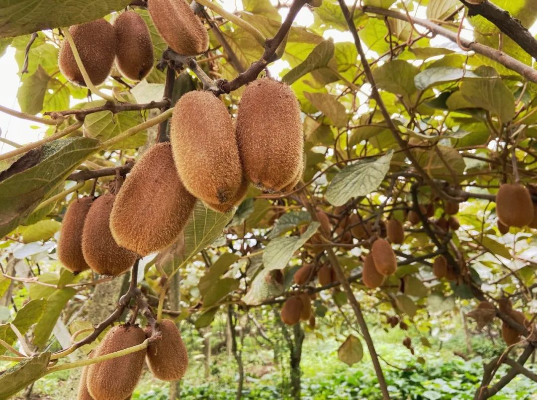 国产猕猴桃和进口奇异果,国产奇异果猕猴桃