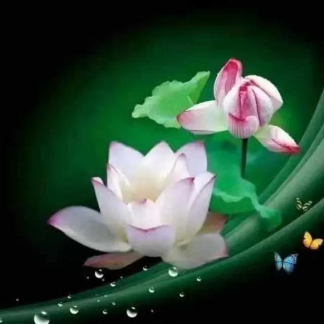 濯清涟而不妖的清的意思,濯清涟而不妖的濯字是什么意思