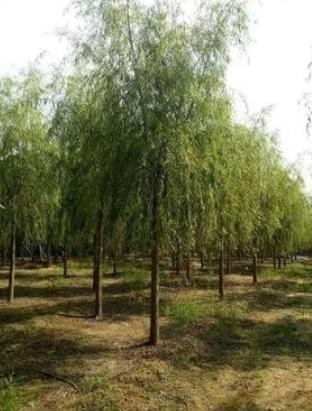 柳树七月份扦插育苗可以成活吗,柳树扦插育苗