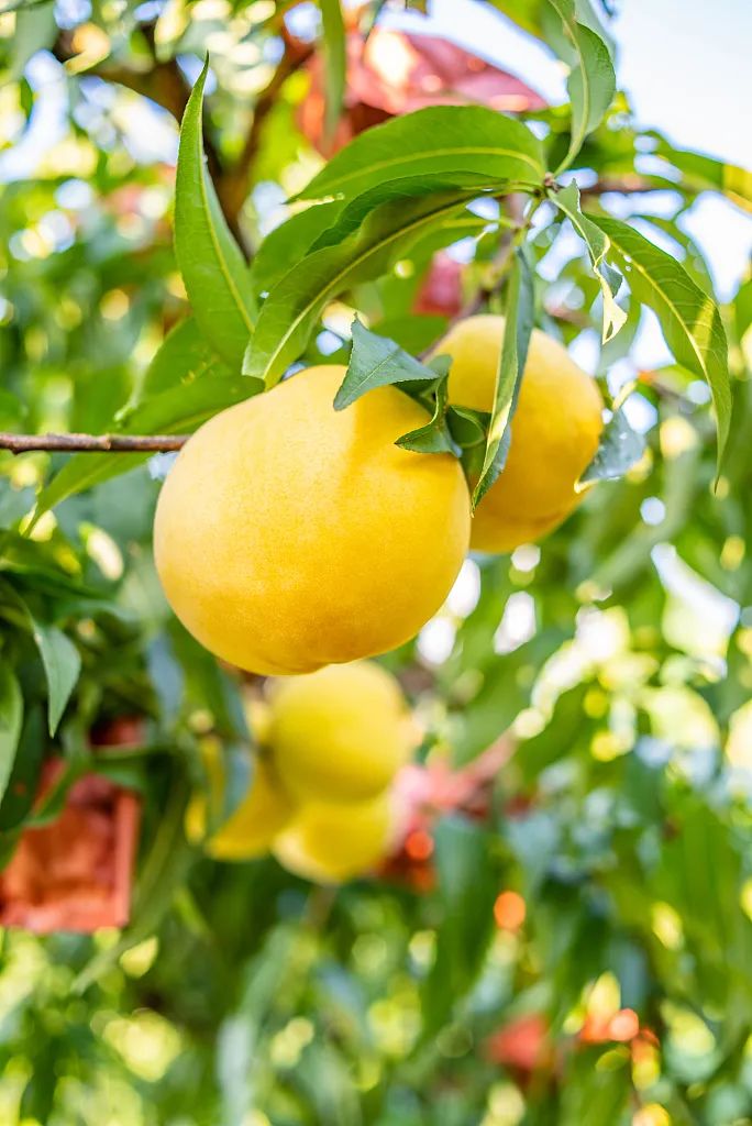 东北特色黄桃罐头有哪些,行走在大连的东北黄桃罐头