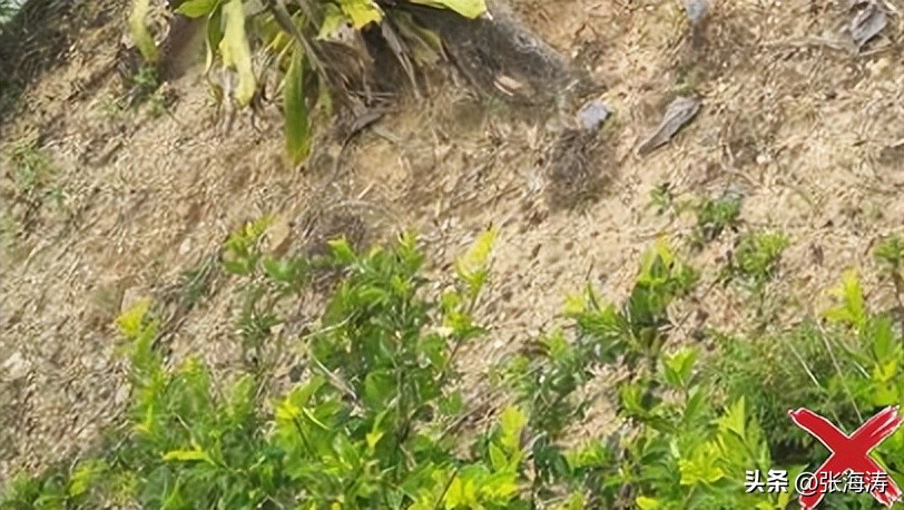 湖北园林绿化工程施工,湖北园林绿化景观设计施工养护