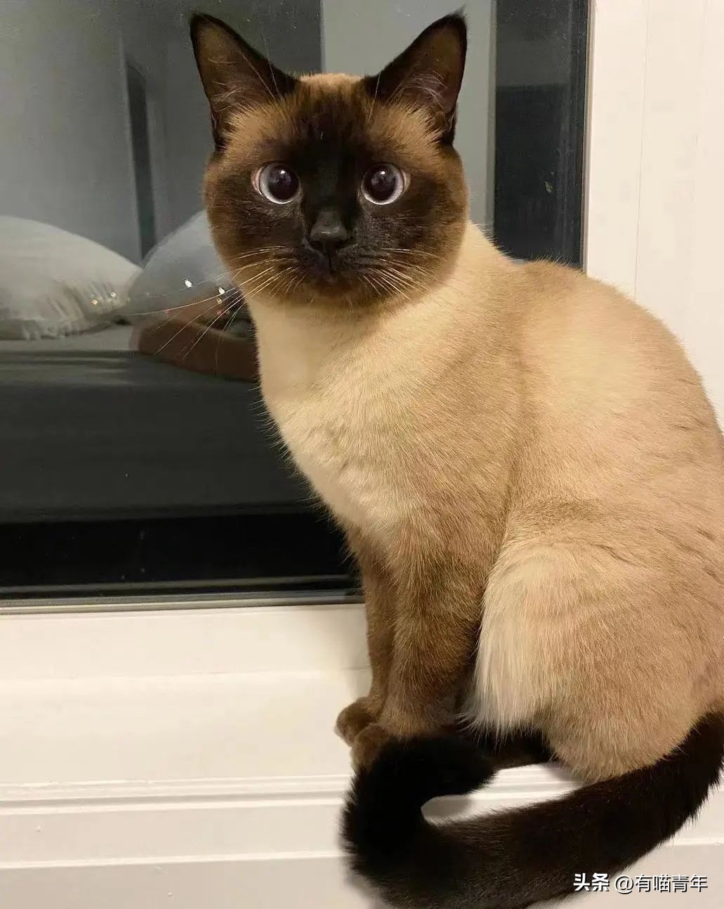 未来猫能活到30岁？？铲屎官听说后狂喜，怒捐3亿！！