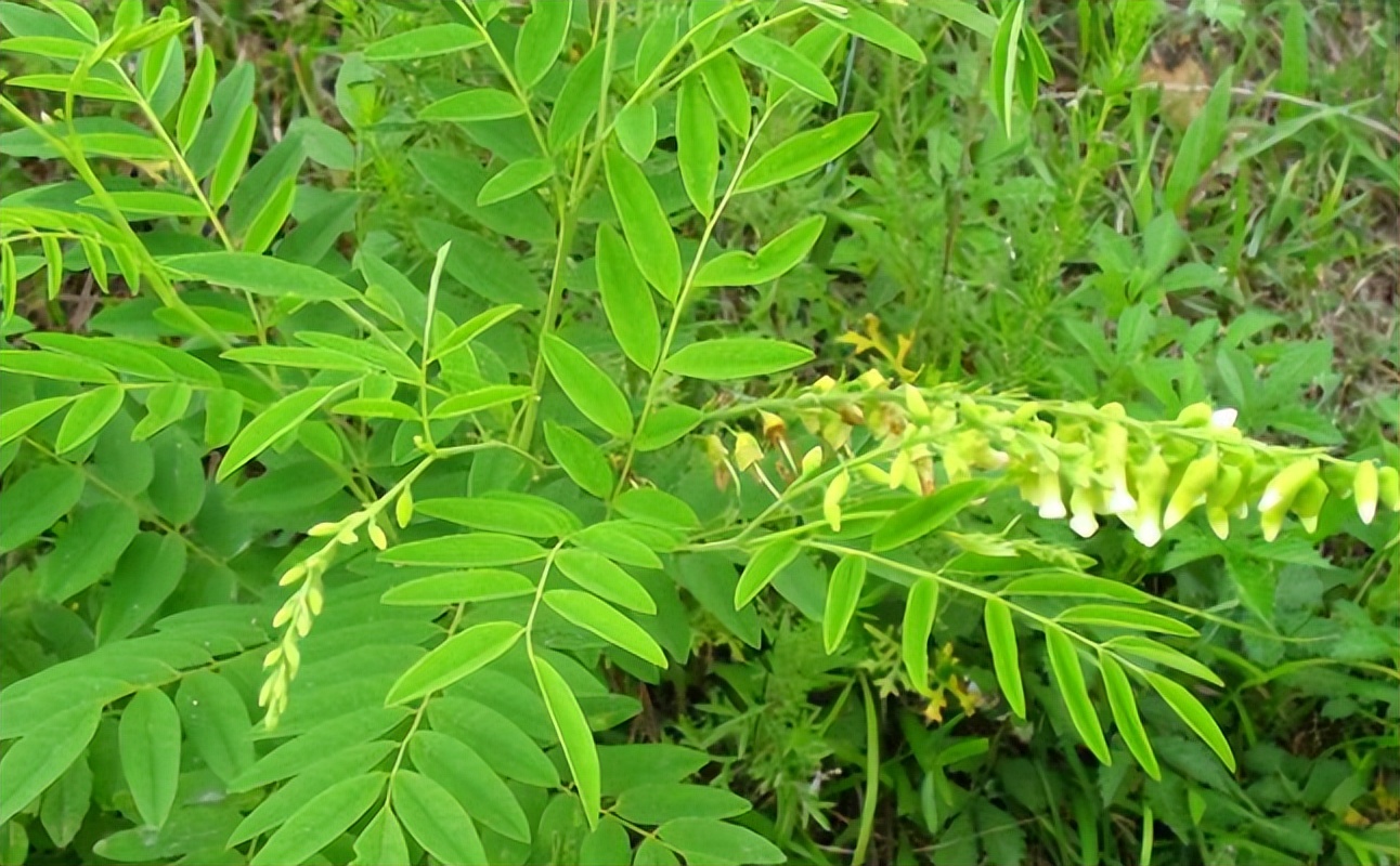 带你识别草药,怎么识别苦参