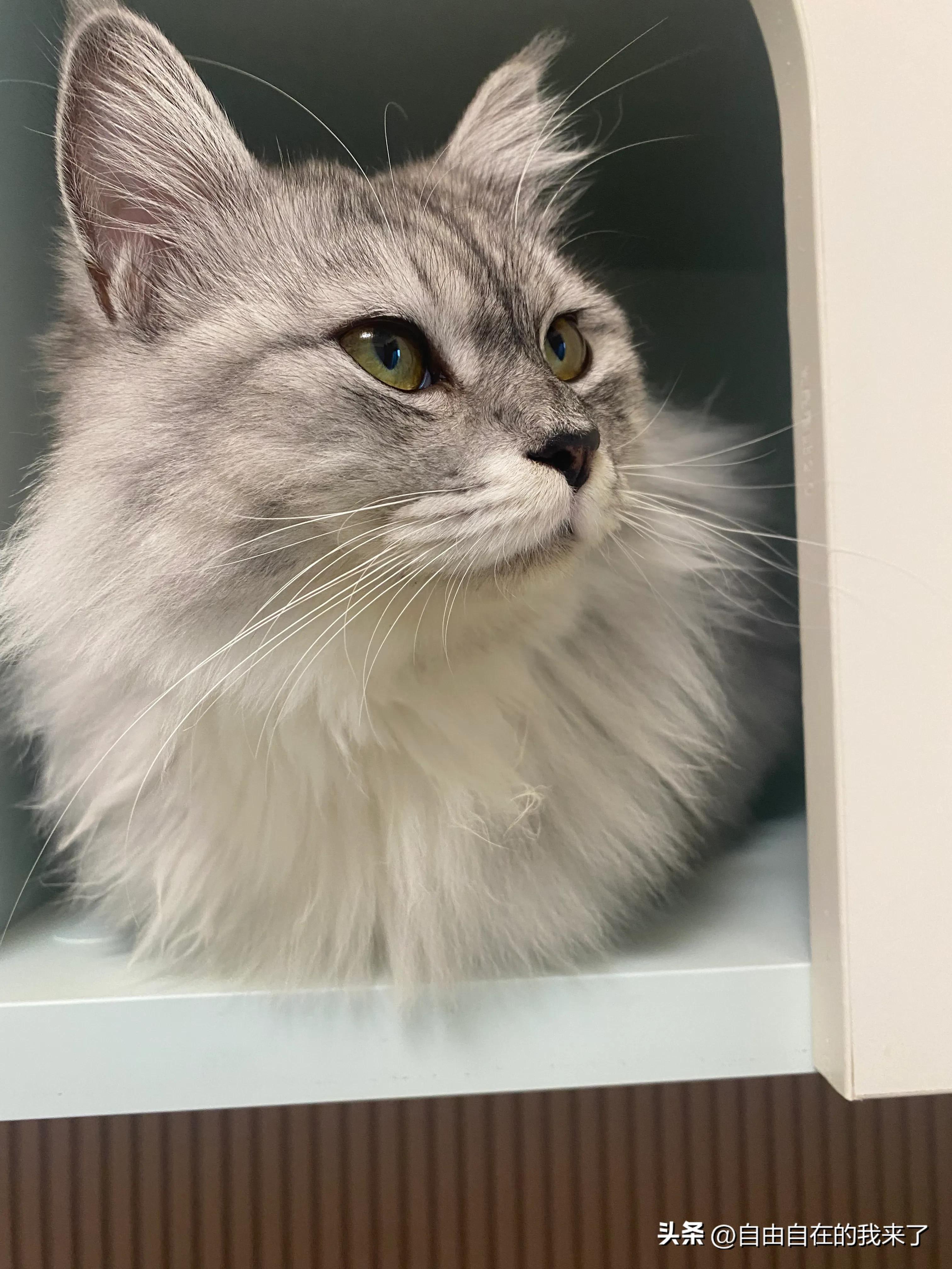 猫咪感冒发烧保险能不能用,猫咪感冒主人花了五六千没治好