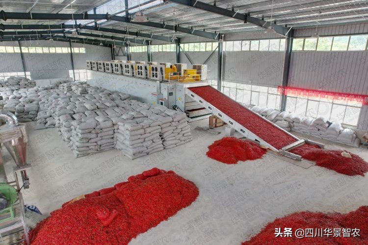 桔黄色特辣干辣椒,四川风味麻辣红油辣椒