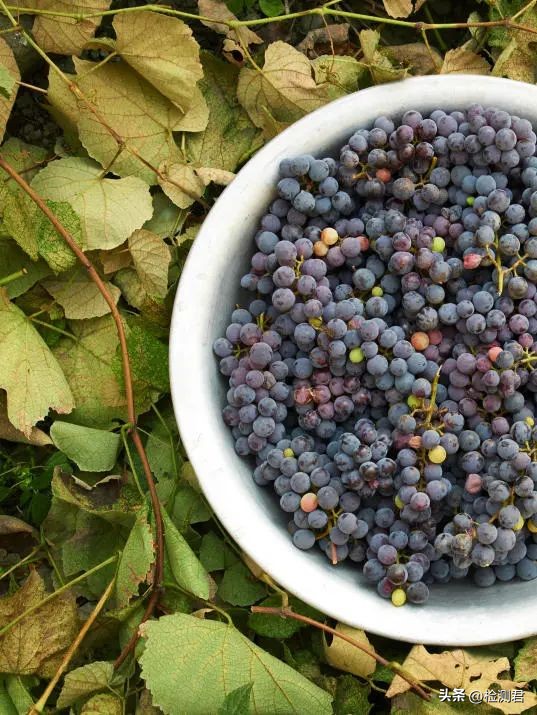 冷冻肉是怎么冻的,教你分辨冻肉冷冻时间