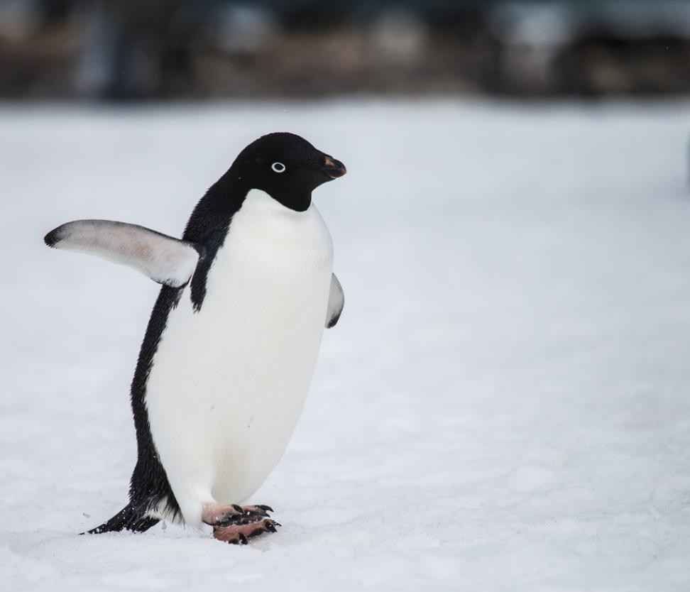 偷猎动物有多残忍,动物也会外遇