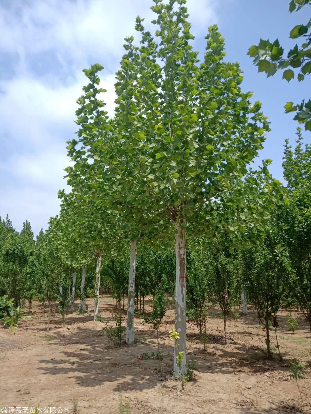 速生林有什么危害,速生苗木是不是骗人的