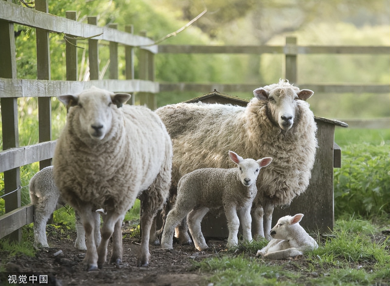 羊蹄感染流脓是什么原因,羊蹄发炎流脓是咋回事