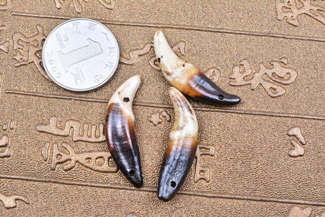 十年以上的土狗能卖多少钱,农村收的土狗卖去哪里了